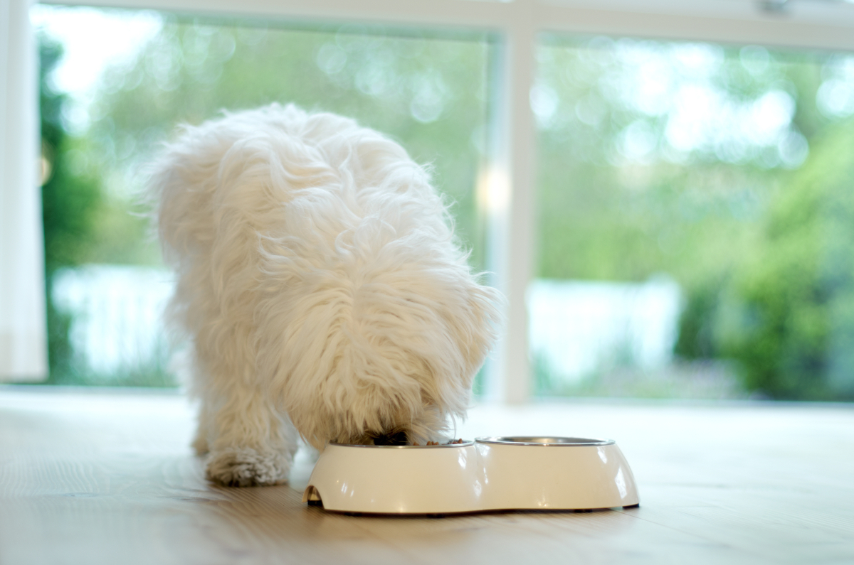 Découvrez les secrets d’une alimentation équilibrée pour votre bichon maltais