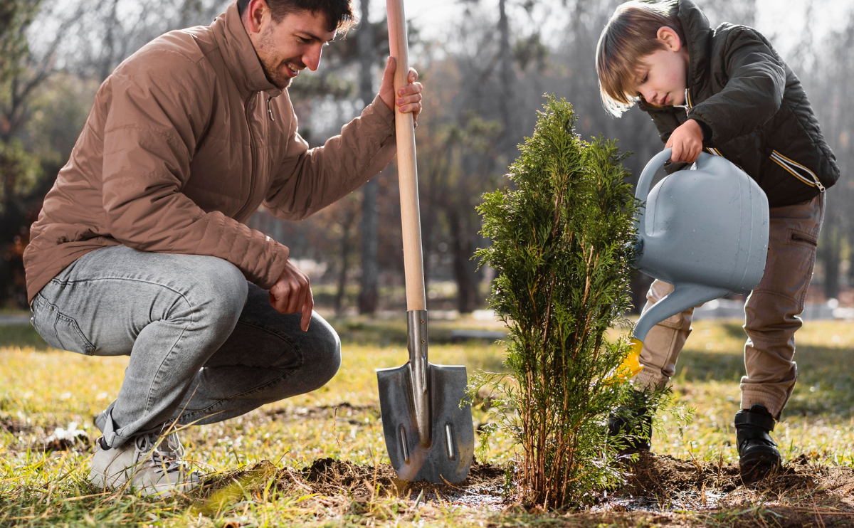 planter eucalyptus